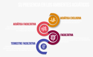 Begonia De Pantano #6979731