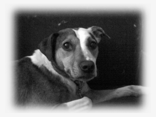 Sacramento Pet Sitter, Sacramento Pet Sitters, Sacramento #6979997