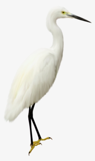 Heron Transparent Png #6990343