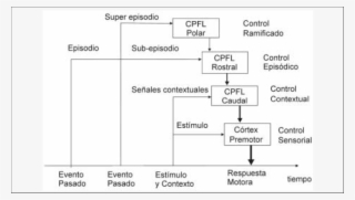 Arquitectura En Cascada Del Control Ejecutivo Del Cortex #6990510