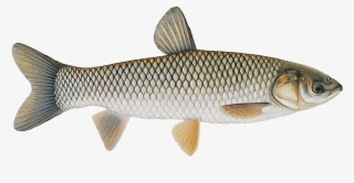 Triploid Grass Carp #6993574
