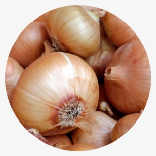 ¿qué Variedad Cultivar #6993621