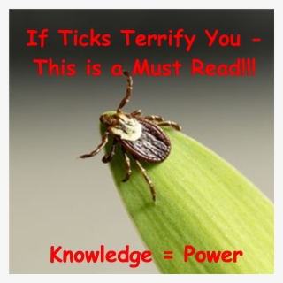 Ticks & Lyme Disease Prevention #6994101