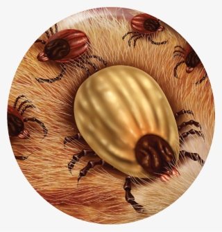 “currently, Ticks And Lyme Disease Are Common Around #6994314
