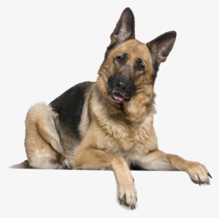 La Domesticación De Perros Inició En Asia Central #6995784