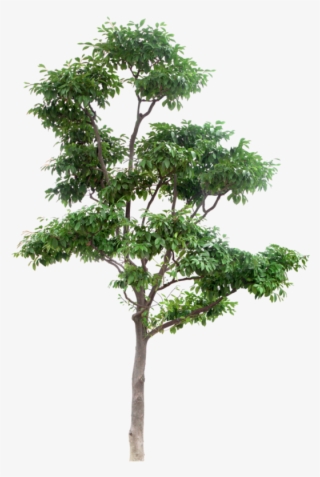 Arbre #6995900 Arbre #6995900