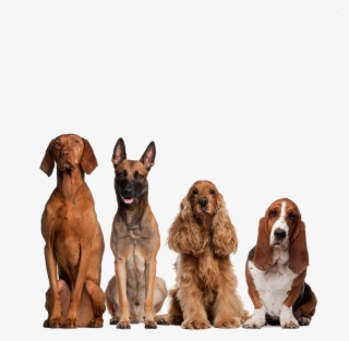 Perritos Png #6996009