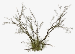 Par Crinière Dans Scrap Arbres Le 4 Juin 2016 À #6996740