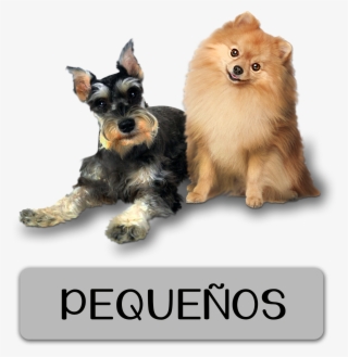 Alimento Nutritivo Para Perros Pequeños #6996942