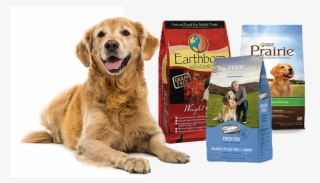 Los Perros Con Sobrepeso Tienen Una Mayor Incidencia #6996994