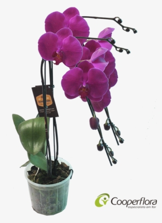 Vaso Orquidea Phalaenopsis #6997339