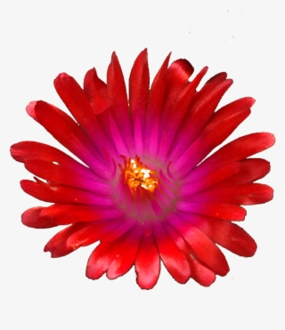 Red Jewel Png #6998893