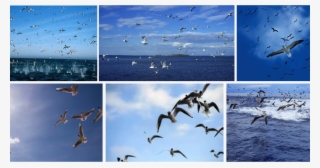 Gaviotas Png #6999084