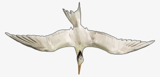 Gaviotas Png #6999442 Gaviotas Png #6999442