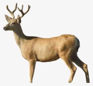 Deer Png Image - Deer Png #70116