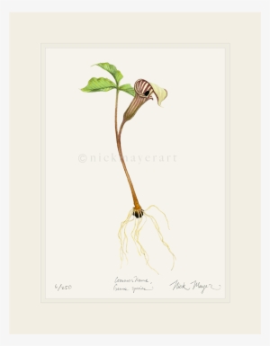 Pink Jellyfish - Library #70532