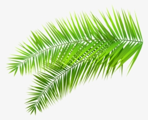 Palm Palms Leaf Plants Green Tumblr Editpng Pngedit - Tropical Leaves Transparent Background #70588