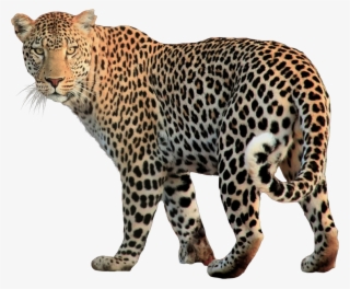 Animal Png Clip Freeuse Download - Jaguar Png #70590
