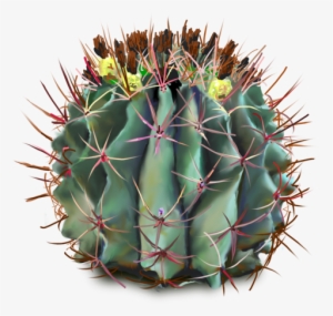 10 Free Plants & Flowers Png Images- At Dzzyn - Cactus With Flowers Png #70798