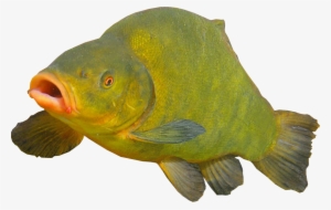 Clown Fish Transparent Background - Transparent Background Images Fish #70933