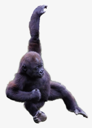 Transparent Gorilla #71017