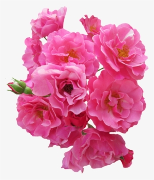Bunch Pink Rose Flower Png Image - Flores Rosadas En Png #71085