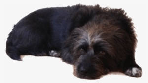 Old Black Dog Lying Down - Small Dog Lying Down #71087