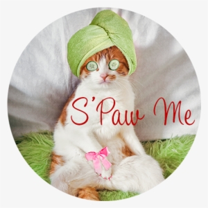 Regina Cat Spa - Spa Day #71174