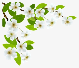 White Spring Branch Png Clipart Image #71240 White Spring Branch Png Clipart Image #71240