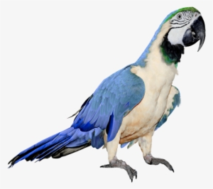 Best Free Parrot Png In High Resolution - Blue And White Parrot #71771