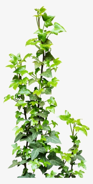 Free Icons Png - Ivy Png #71802