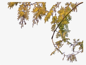 Png Tree File Arc Triomphe Tree Wikimedia Mons - Png File Of Tree #71906