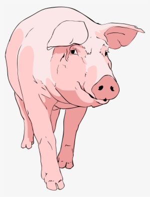 Nice Weekend Pig - Pig Clipart #71967