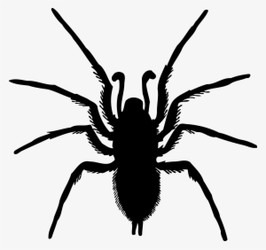 Picture Royalty Free Library Bugs Drawing Spider - Spider Silhouette Png #72076