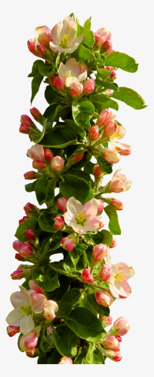 Spring Flower Png - Flowers Png Images Hd #72263