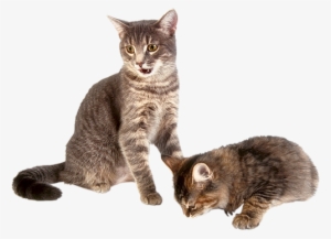 Kitten Transparent Background - Animals With Fur #72332