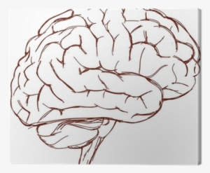 Brain Sketch #73313