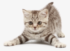 Kitten - Min Lilla Bok Om Djurens Ungar #73465