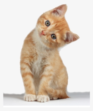 Kitten Png Images Free Download Pngmart Com - Kitten Png #74109