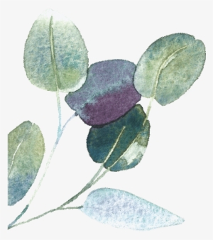 Artist's Impression Only - Acacia Greggii #74336