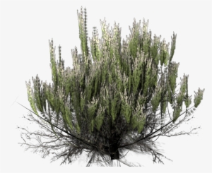 Desert Bush Png - Desert Bush Transparent Background #74398
