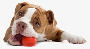 Daycare - Sleeping Dog Png #74604