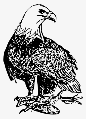 Bald Eagle - Bird Eagle Clip Black & White #74622