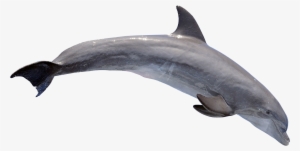 Dolphin Png #74645