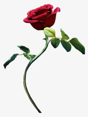 Beauty And The Beast - Bella And The Beast Stickers #74711