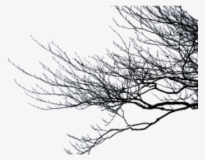 Branch Png Transparent Images - Branches Png #74741