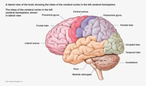 Brain Png Free Download - Nervous System Diagram Brain #74886