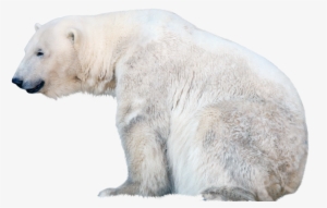 Polar Bear Png Free Download - Polar Bear With Transparent Background #74998
