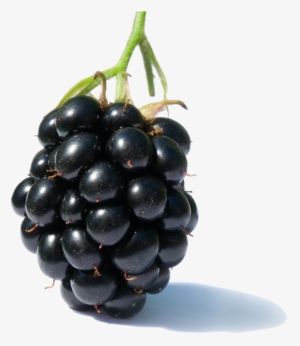 Blackberry Fruit Free Png Image - Diseases Of Raspberries And Blackberries #76118