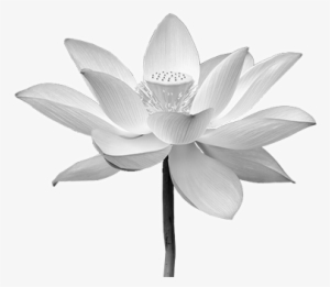 White Lotus Png - Sacred Lotus #76142